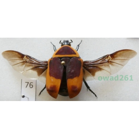 Pachnoda marginata peregrina Kolbe, 1906 ex. ovo Czad76